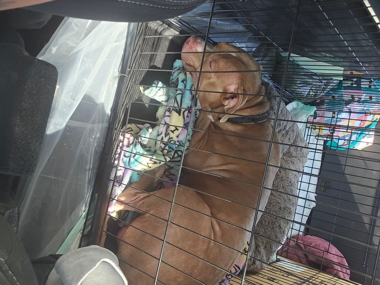 Pet travel photo 4