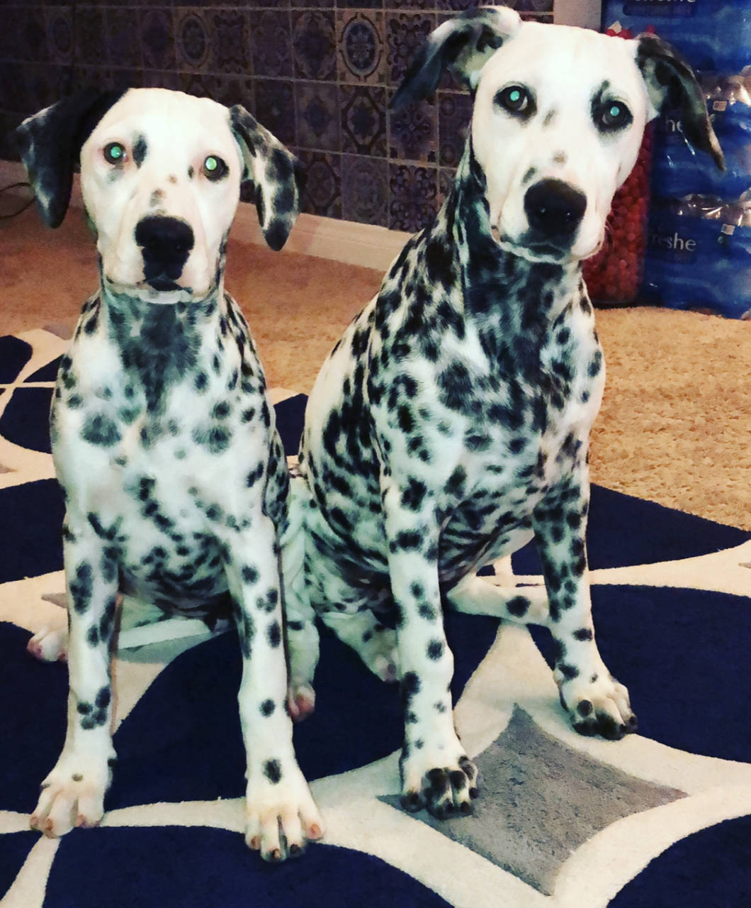 Penny & Patches