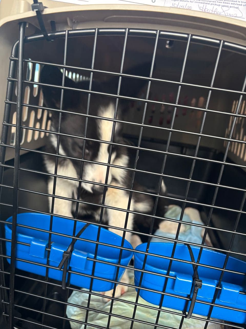 Pet travel photo 4