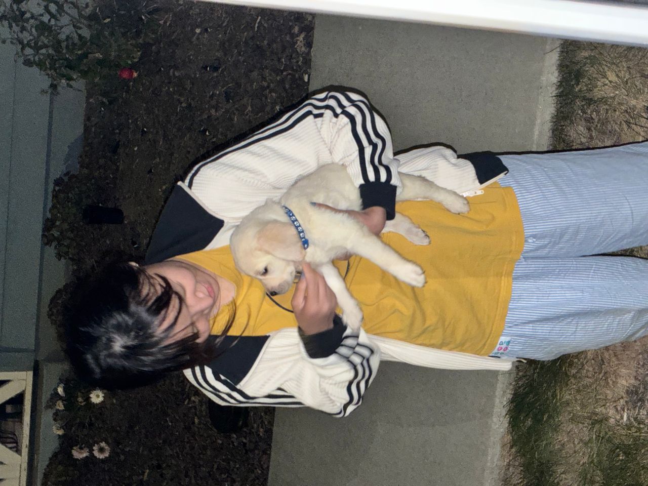 Pet travel photo 1