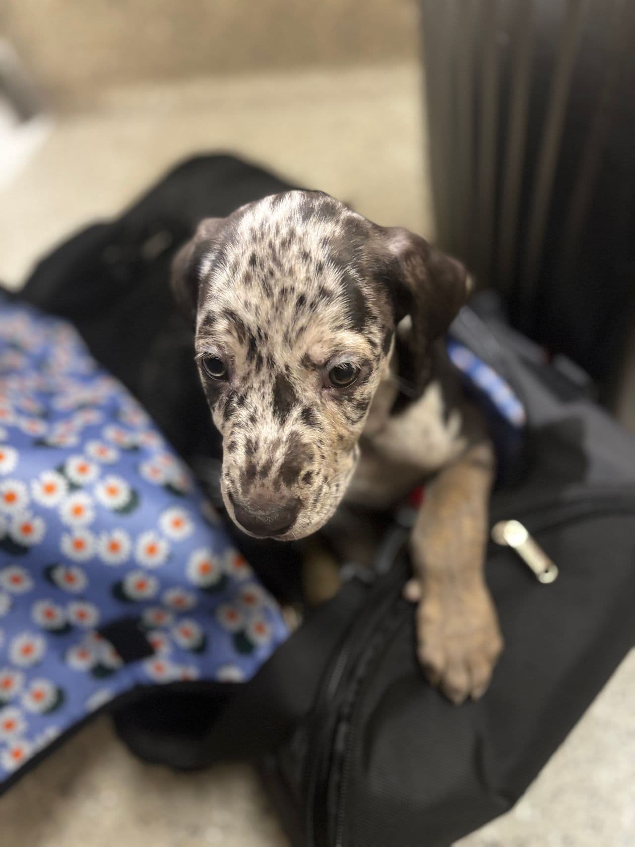 Pet travel photo 5