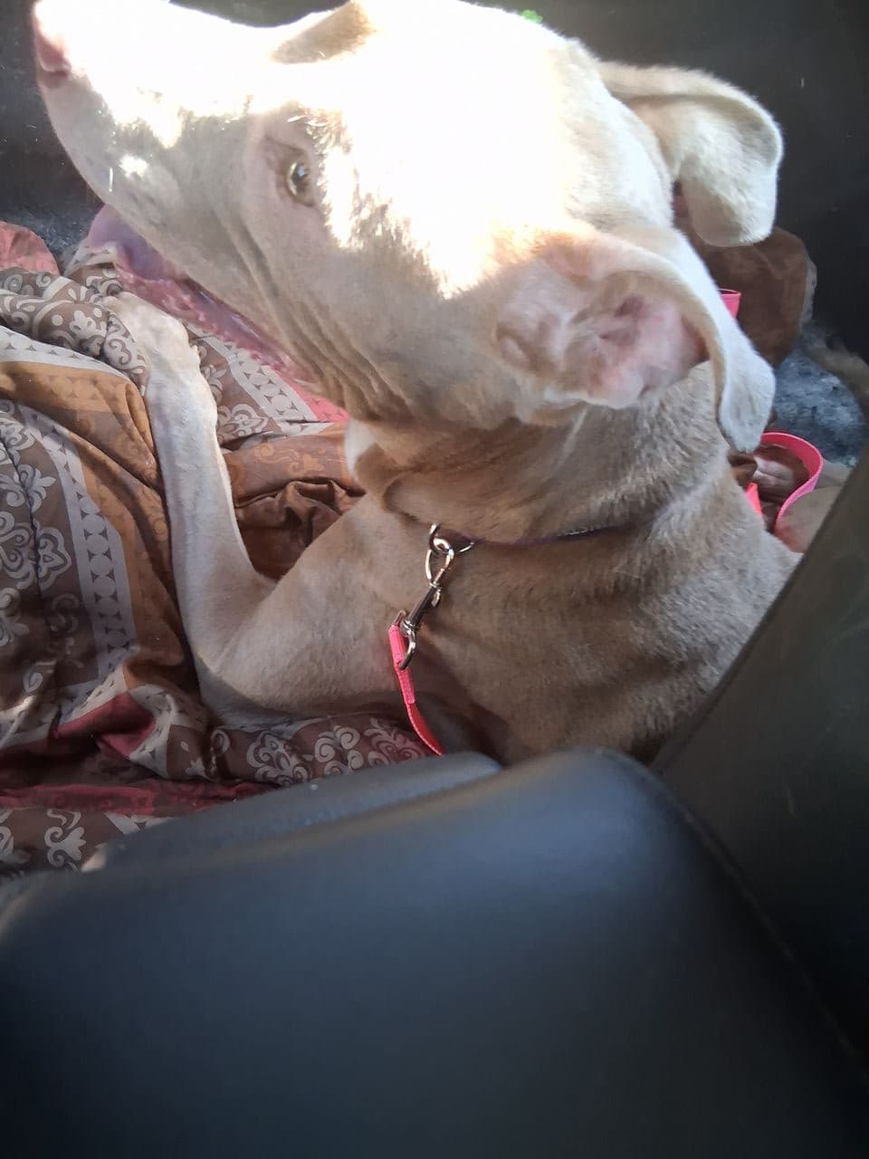 Pet travel photo 1