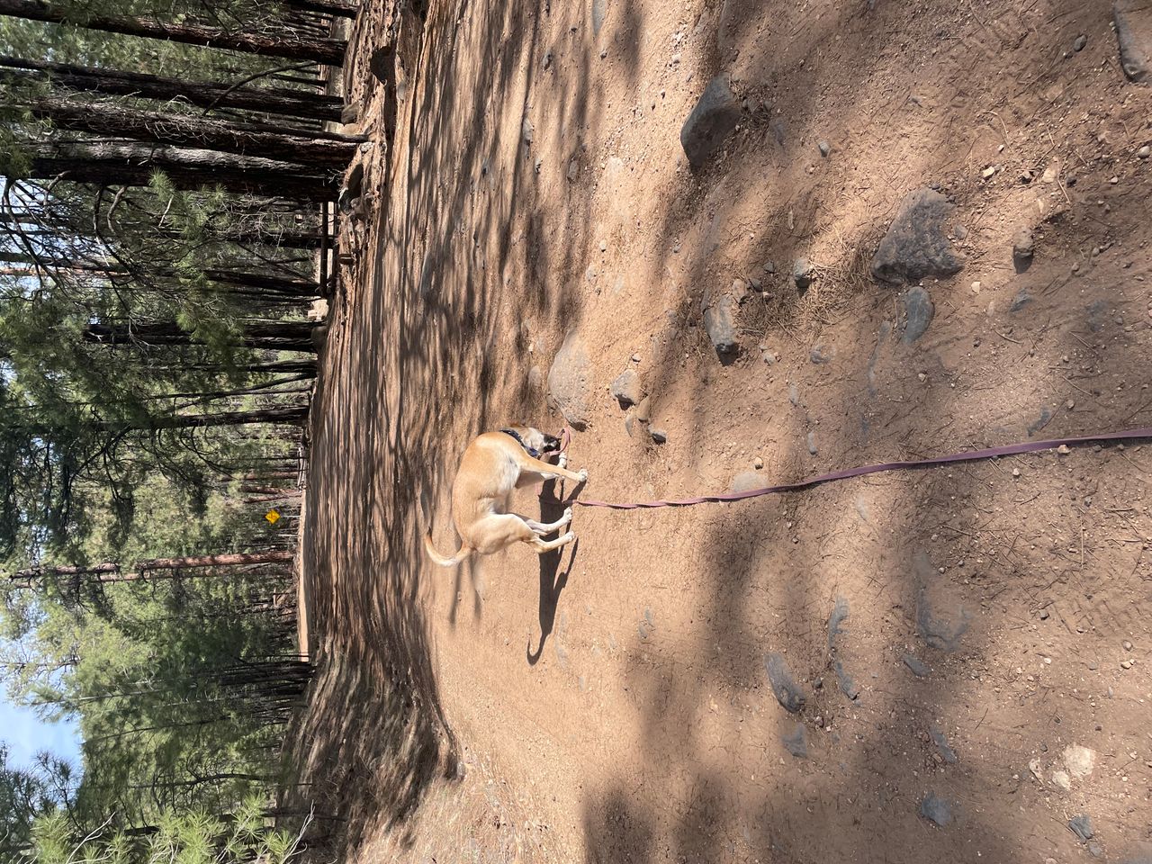 Pet travel photo 5