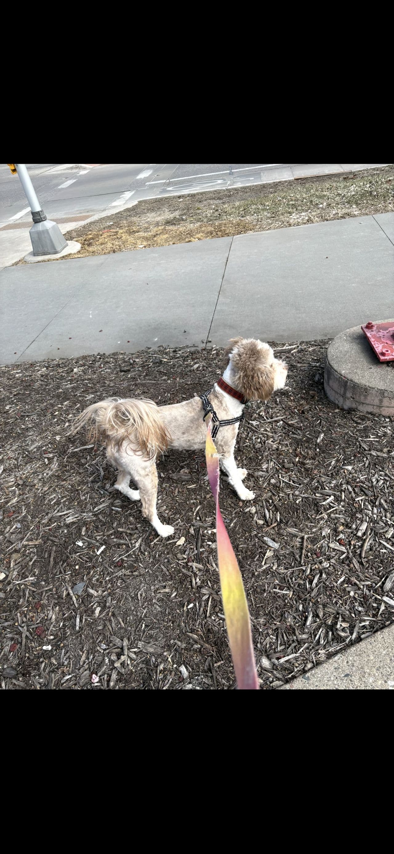 Pet travel photo 5