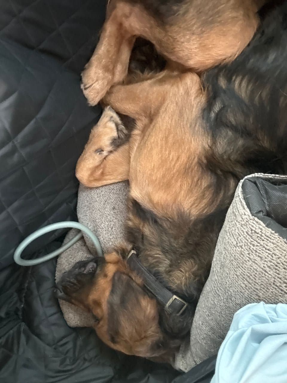 Pet travel photo 2