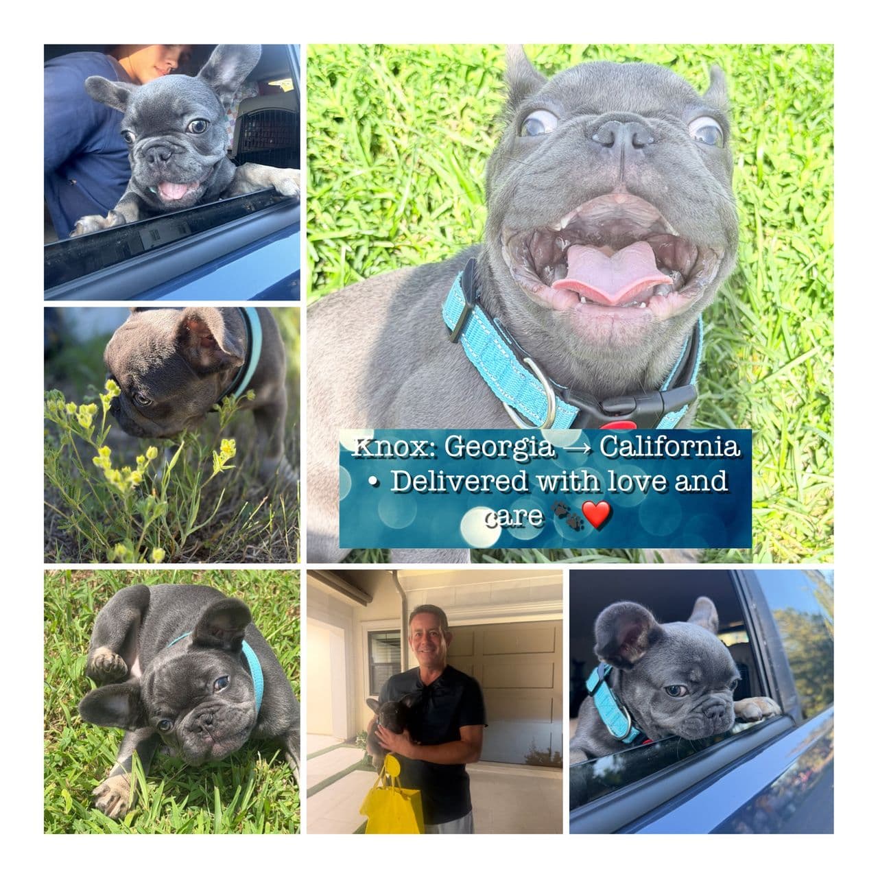 Pet travel photo 5