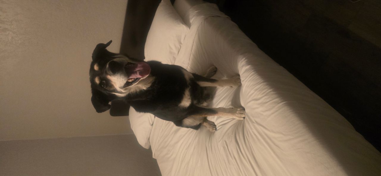 Pet travel photo 4