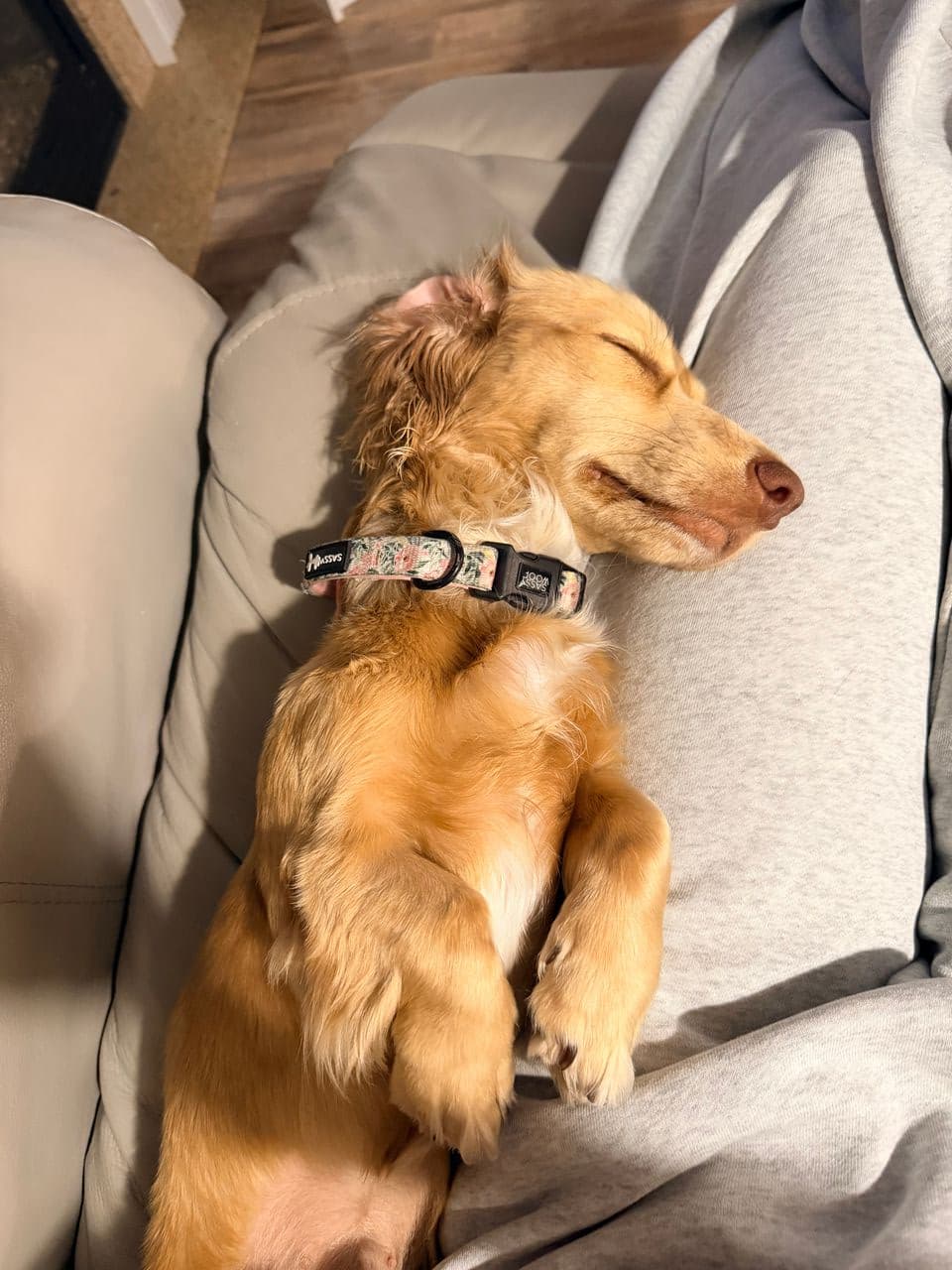 Pet travel photo 1