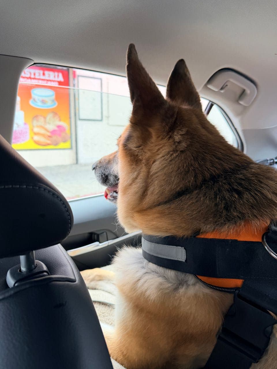 Pet travel photo 4