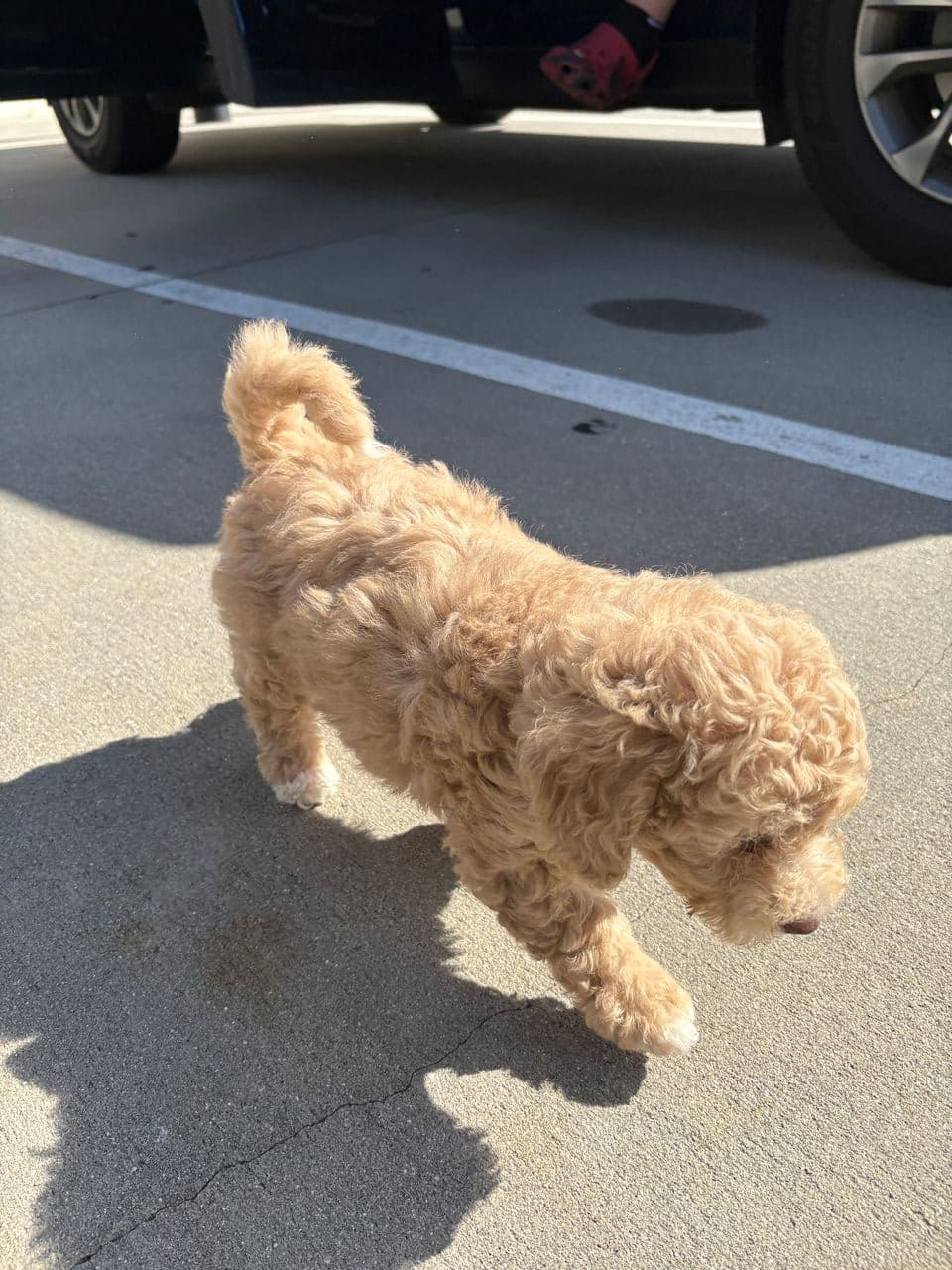 Pet travel photo 4