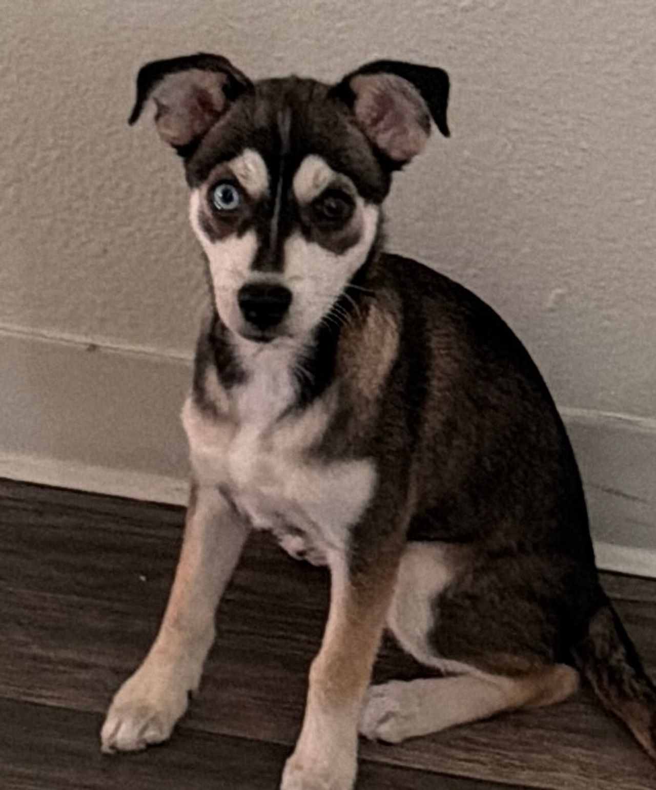 Pet travel photo 1