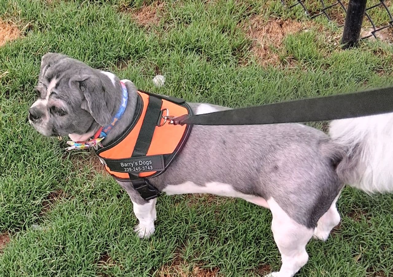 Pet travel photo 1
