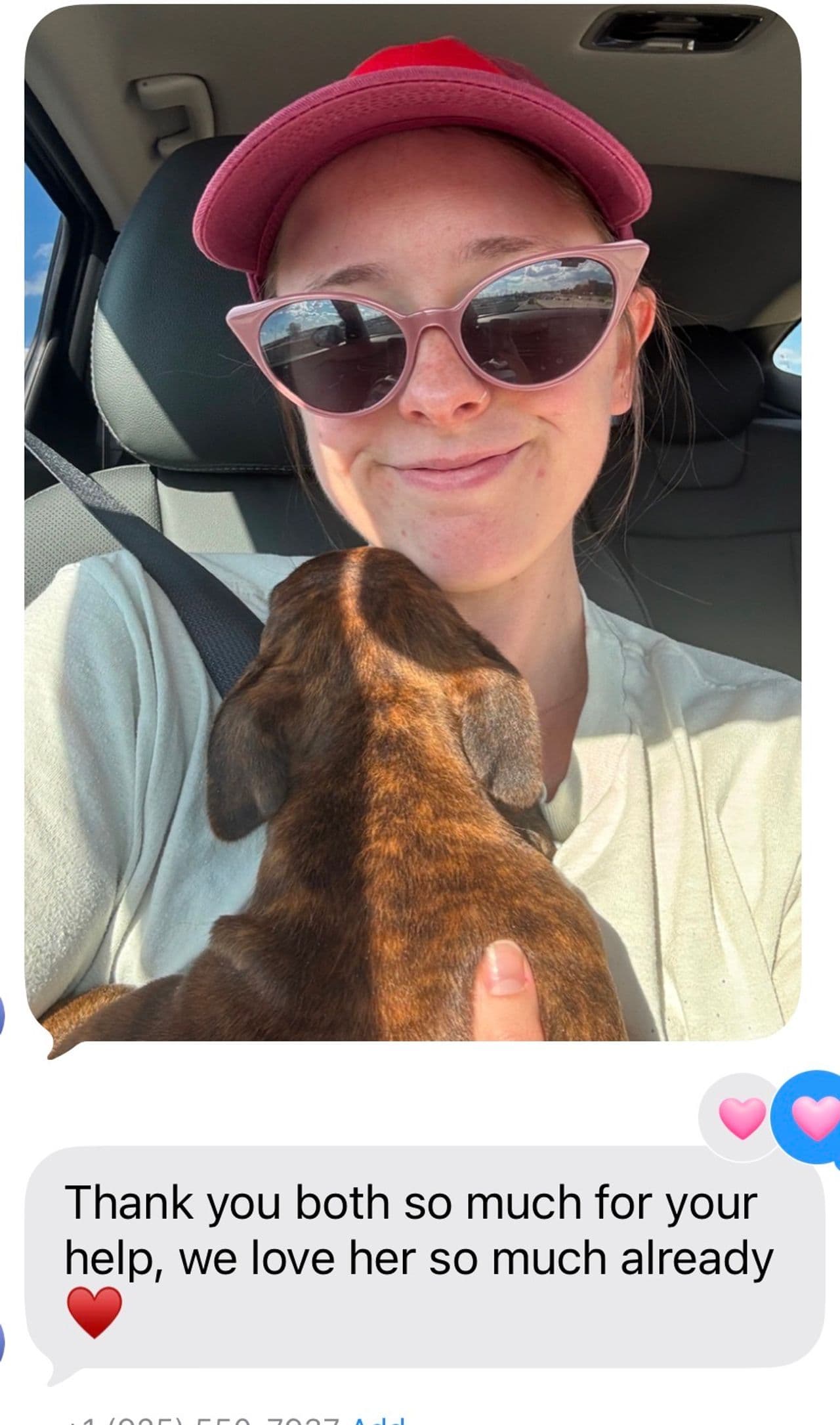 Pet travel photo 5