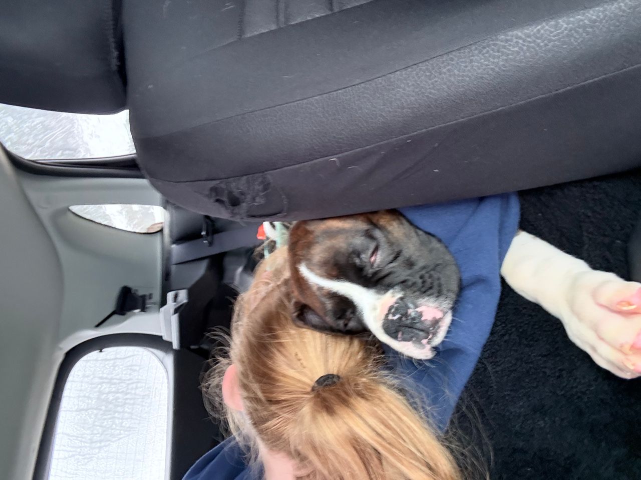 Pet travel photo 4