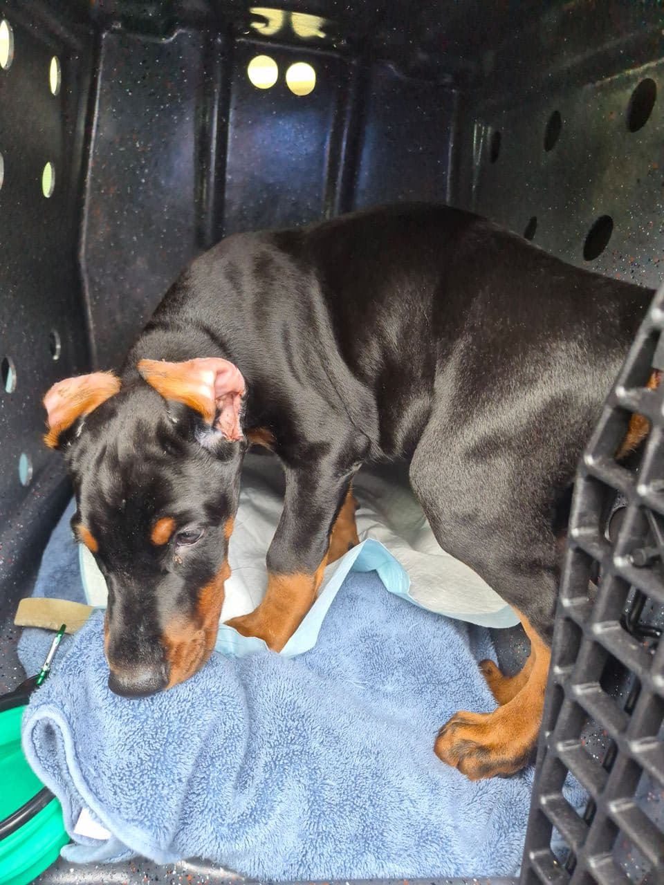Pet travel photo 5