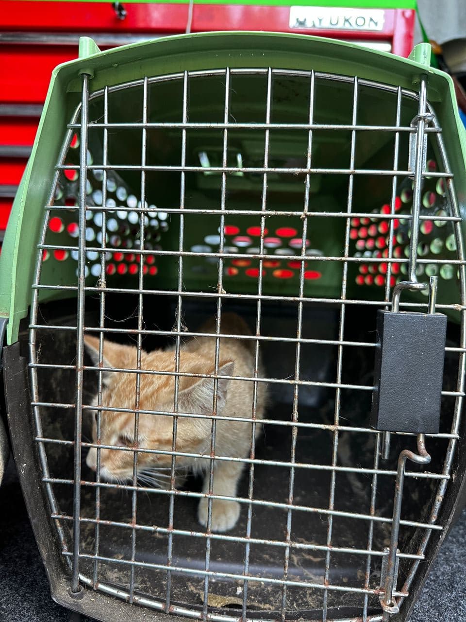 Pet travel photo 6