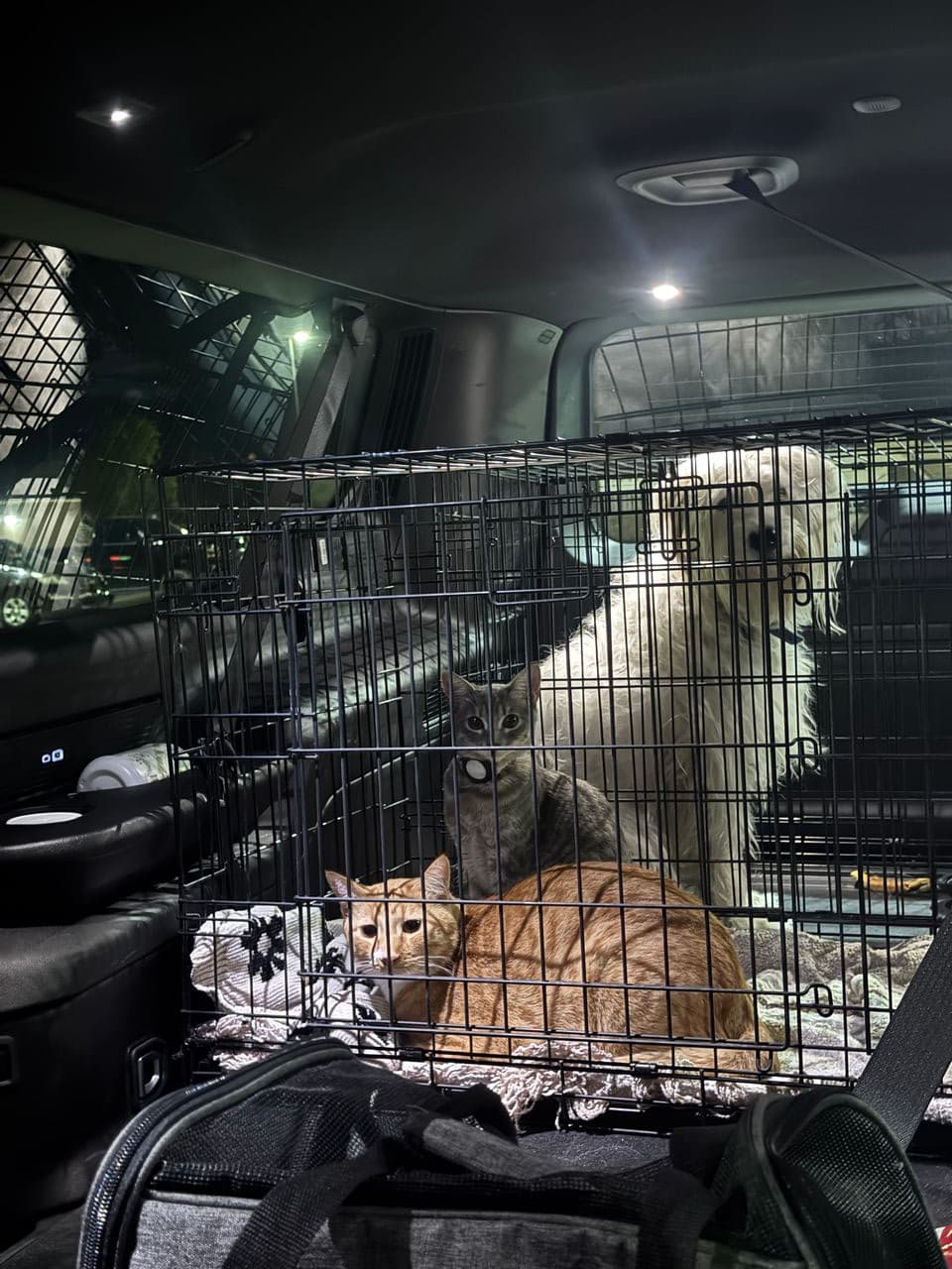 Pet travel photo 3