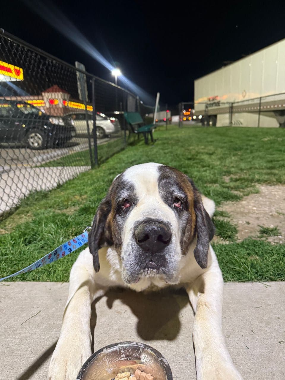 Pet travel photo 4