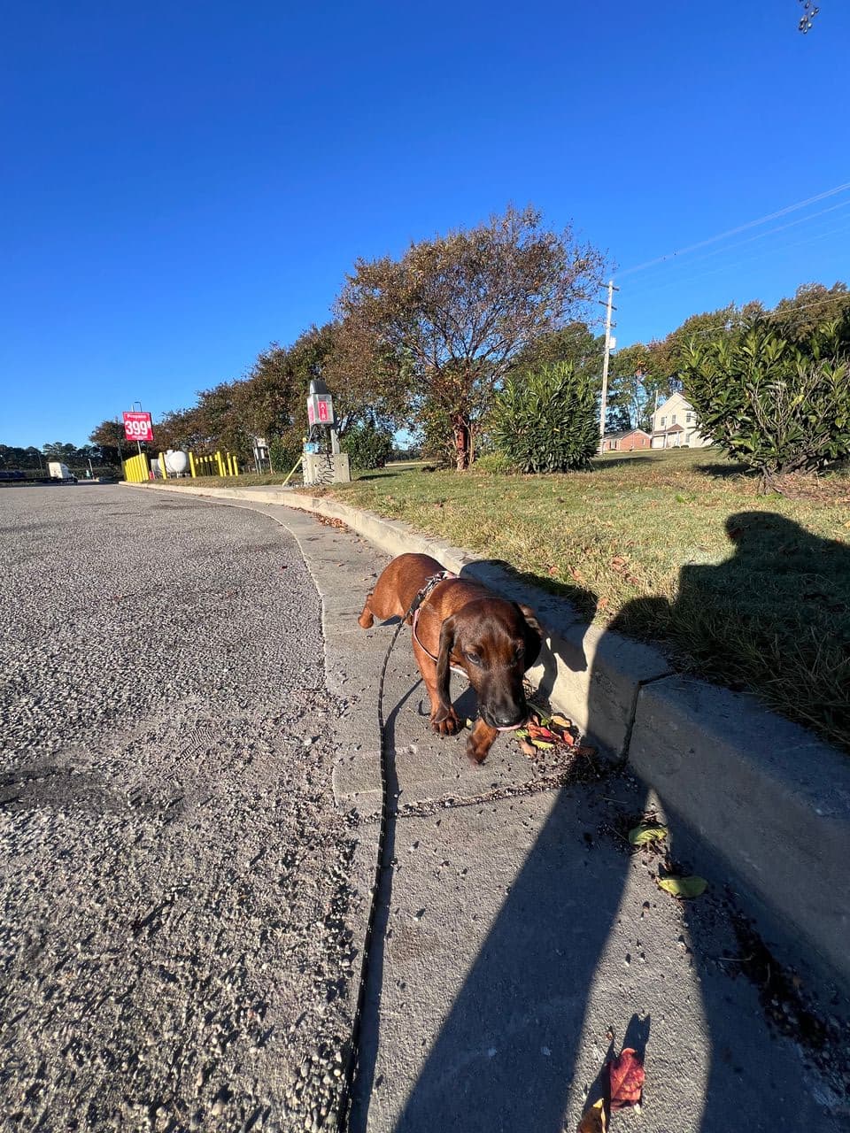 Pet travel photo 1