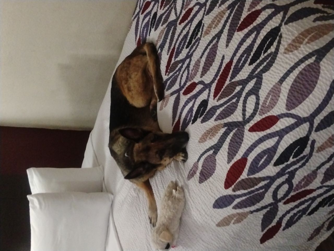Pet travel photo 1