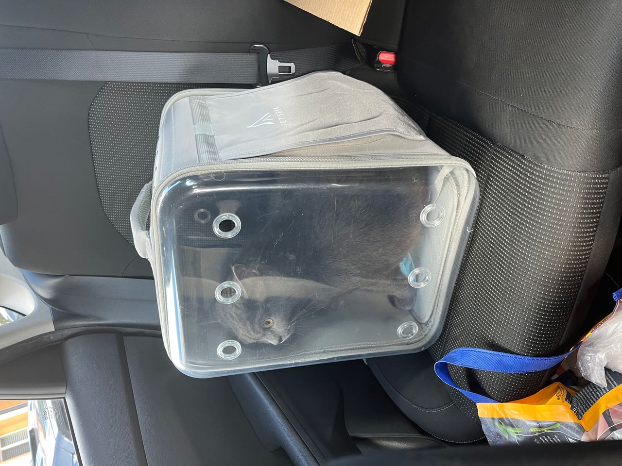 Pet travel photo 2