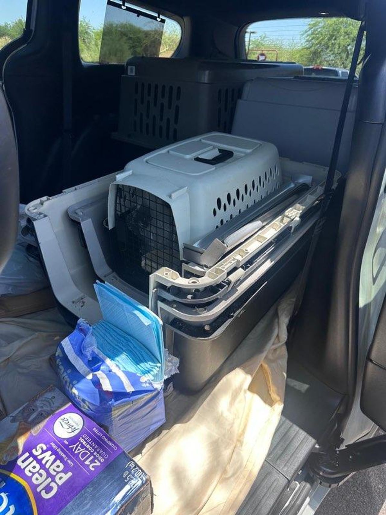 Pet travel photo 2