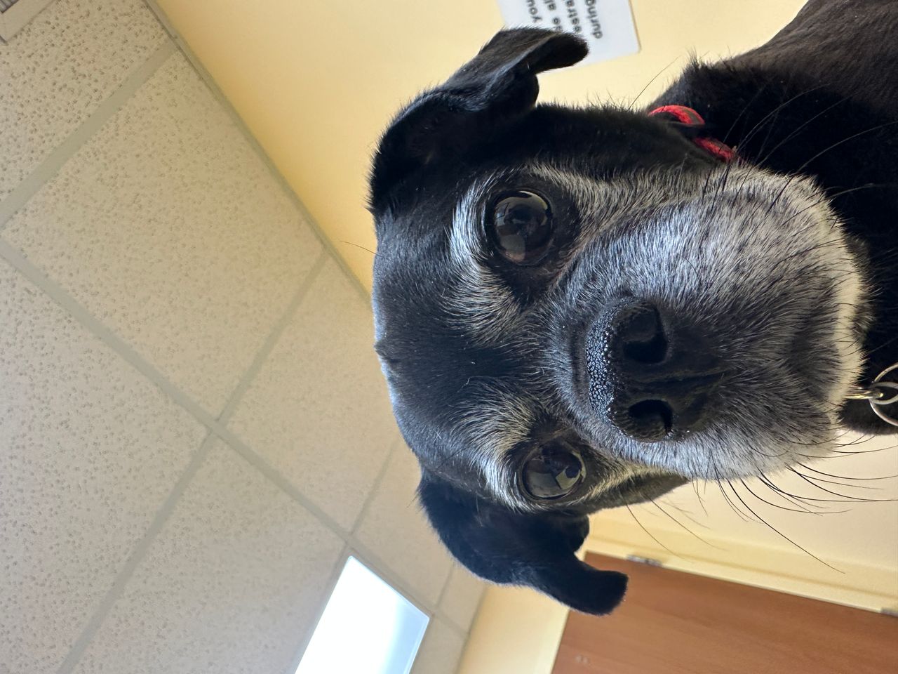 Pet travel photo 3