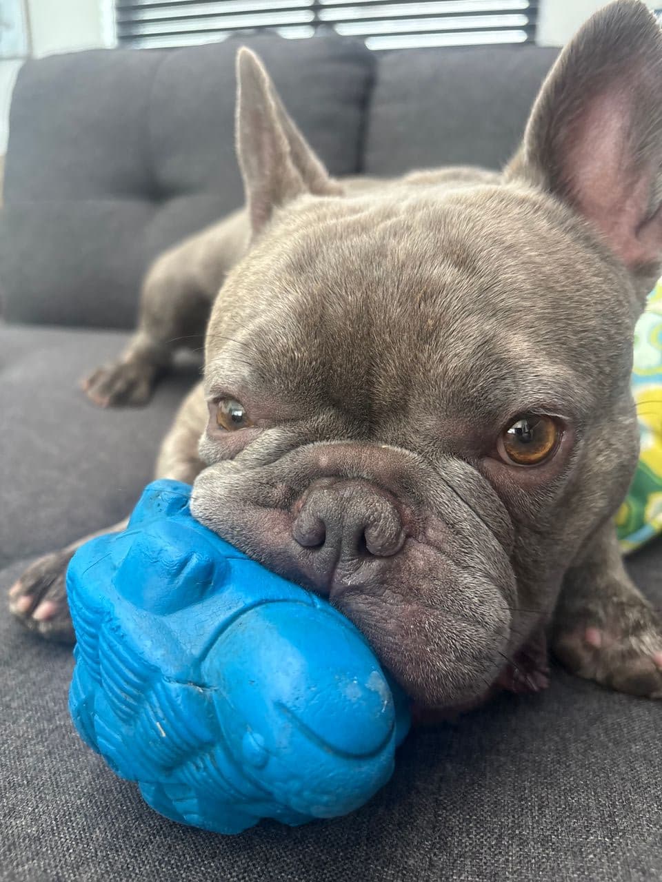 Pet travel photo 2