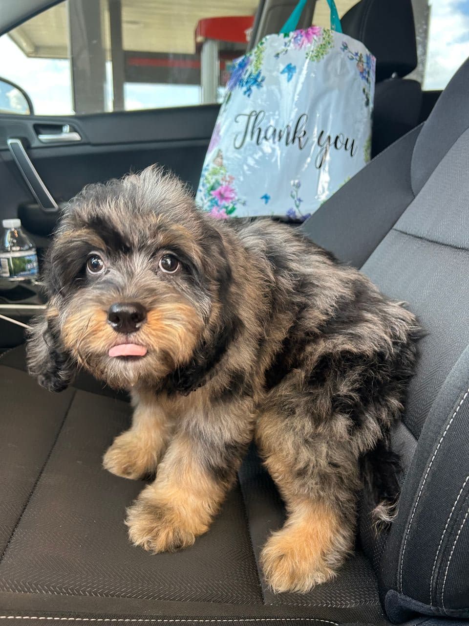 Pet travel photo 3