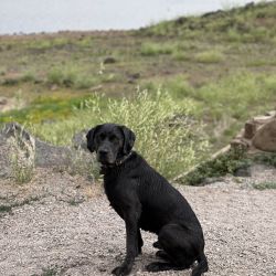 Labrador Retriever named Maverick