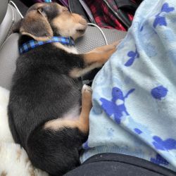 Chihuahua/beagle named Chico