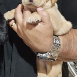 Labrador Retriever named Lab Puppy