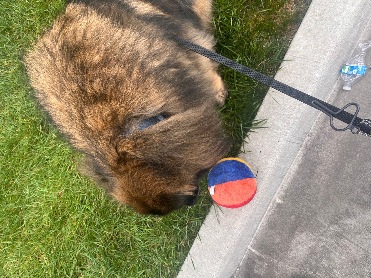 Pet travel photo 6