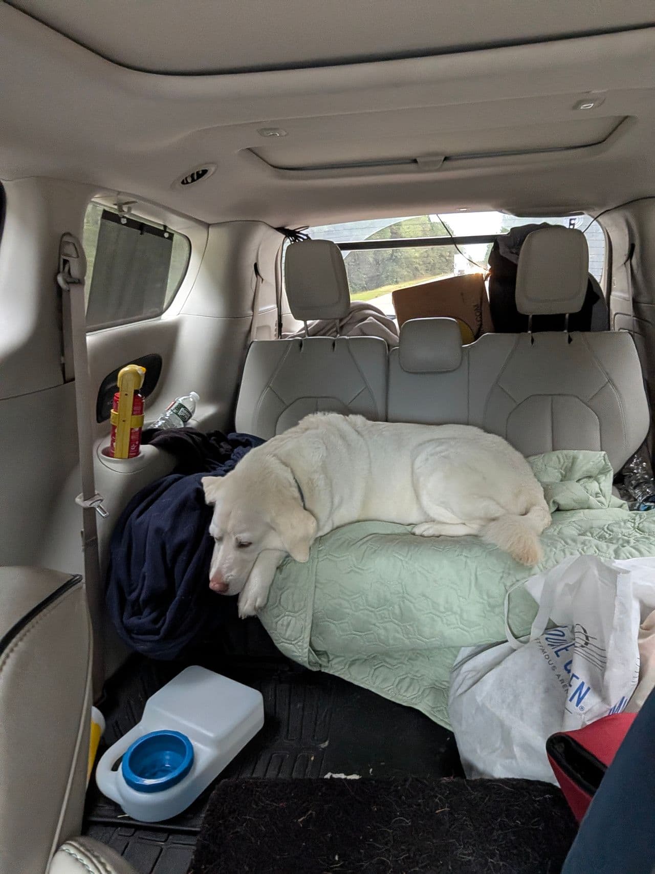 Pet travel photo 3