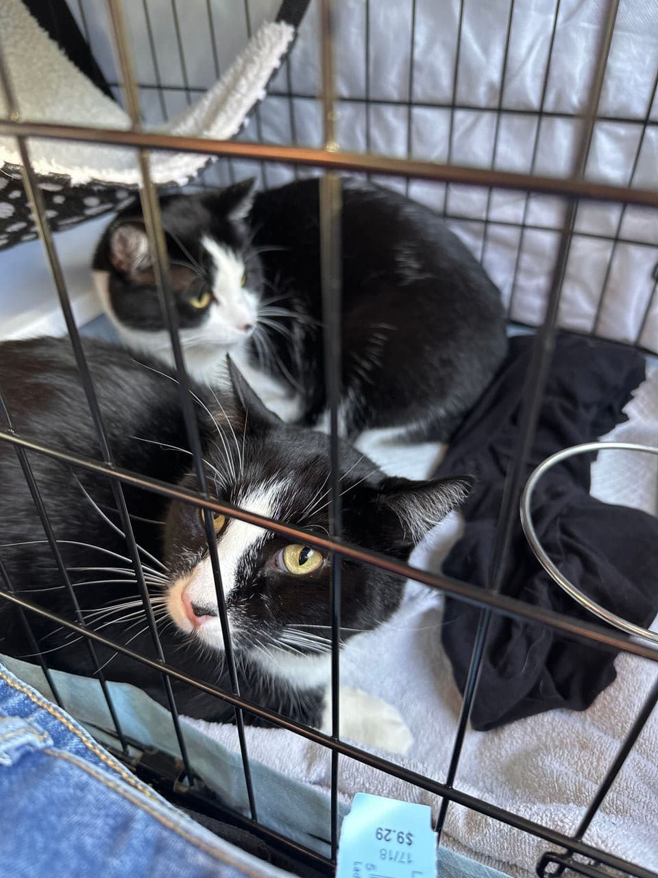 Pet travel photo 2