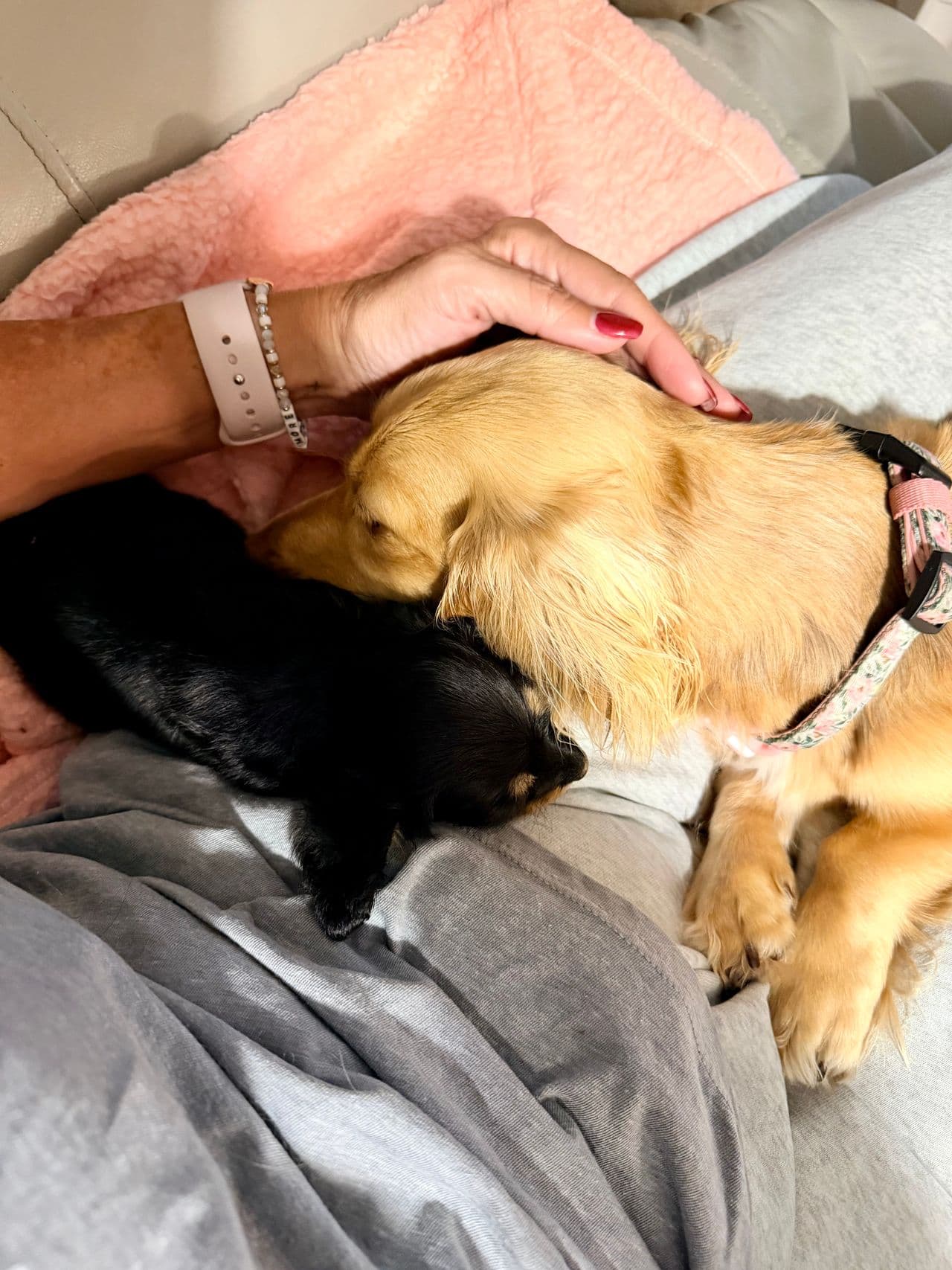 Pet travel photo 3