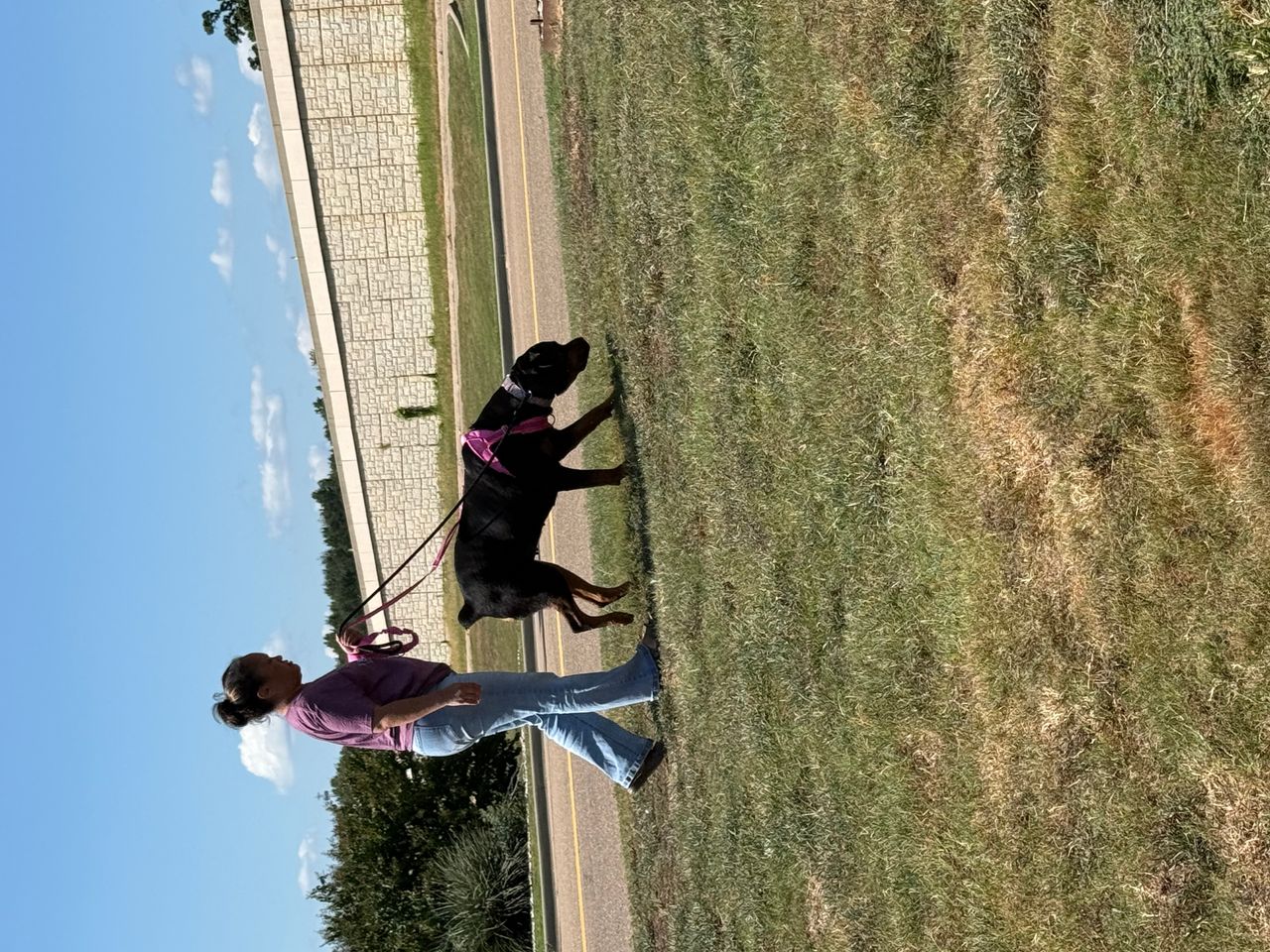 Pet travel photo 1
