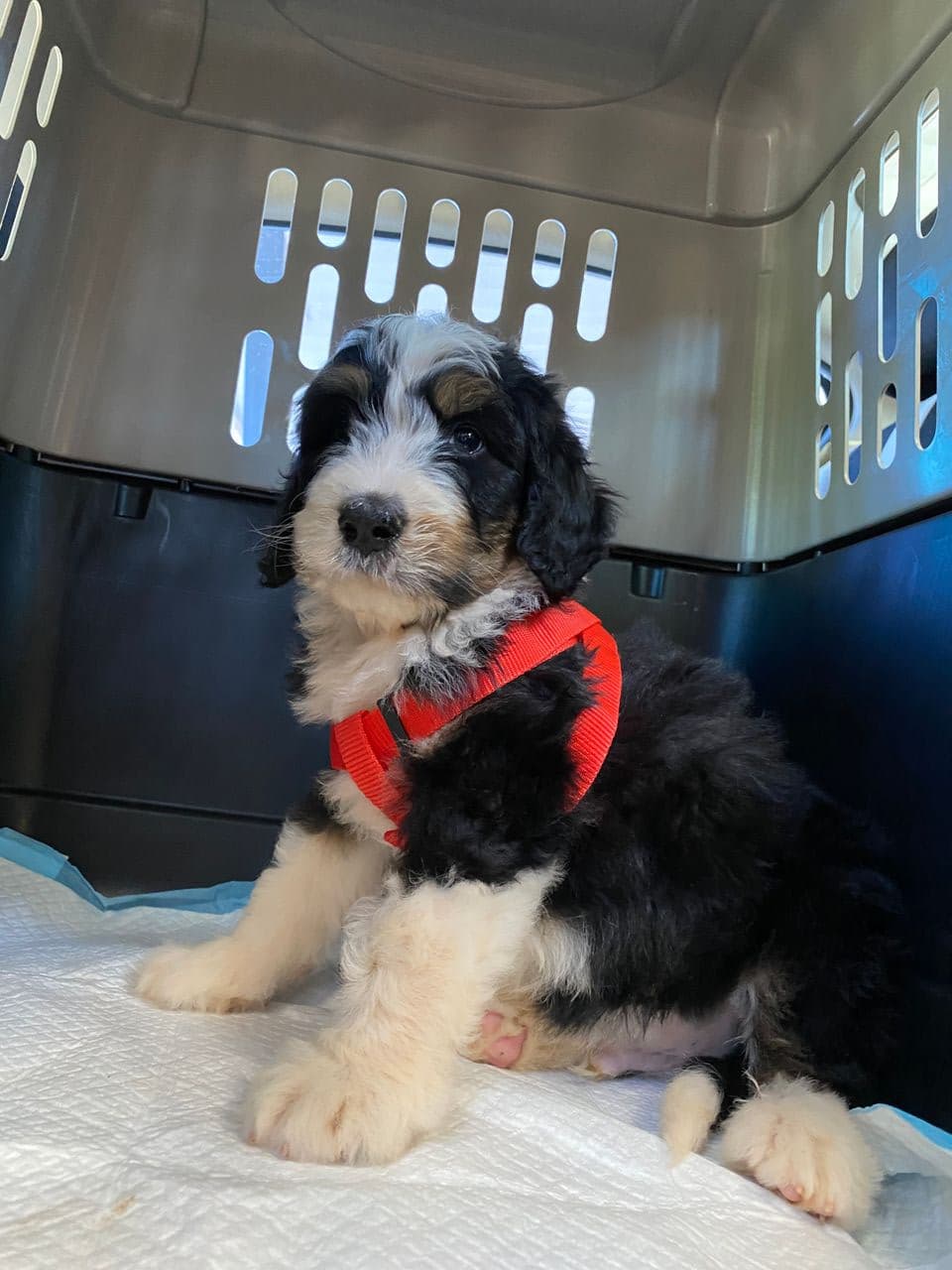 Pet travel photo 1