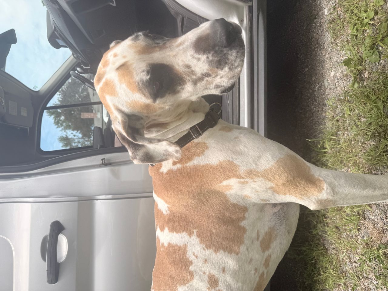 Pet travel photo 1