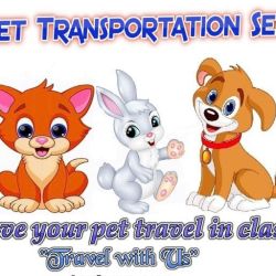 LV Pet Transportation services.