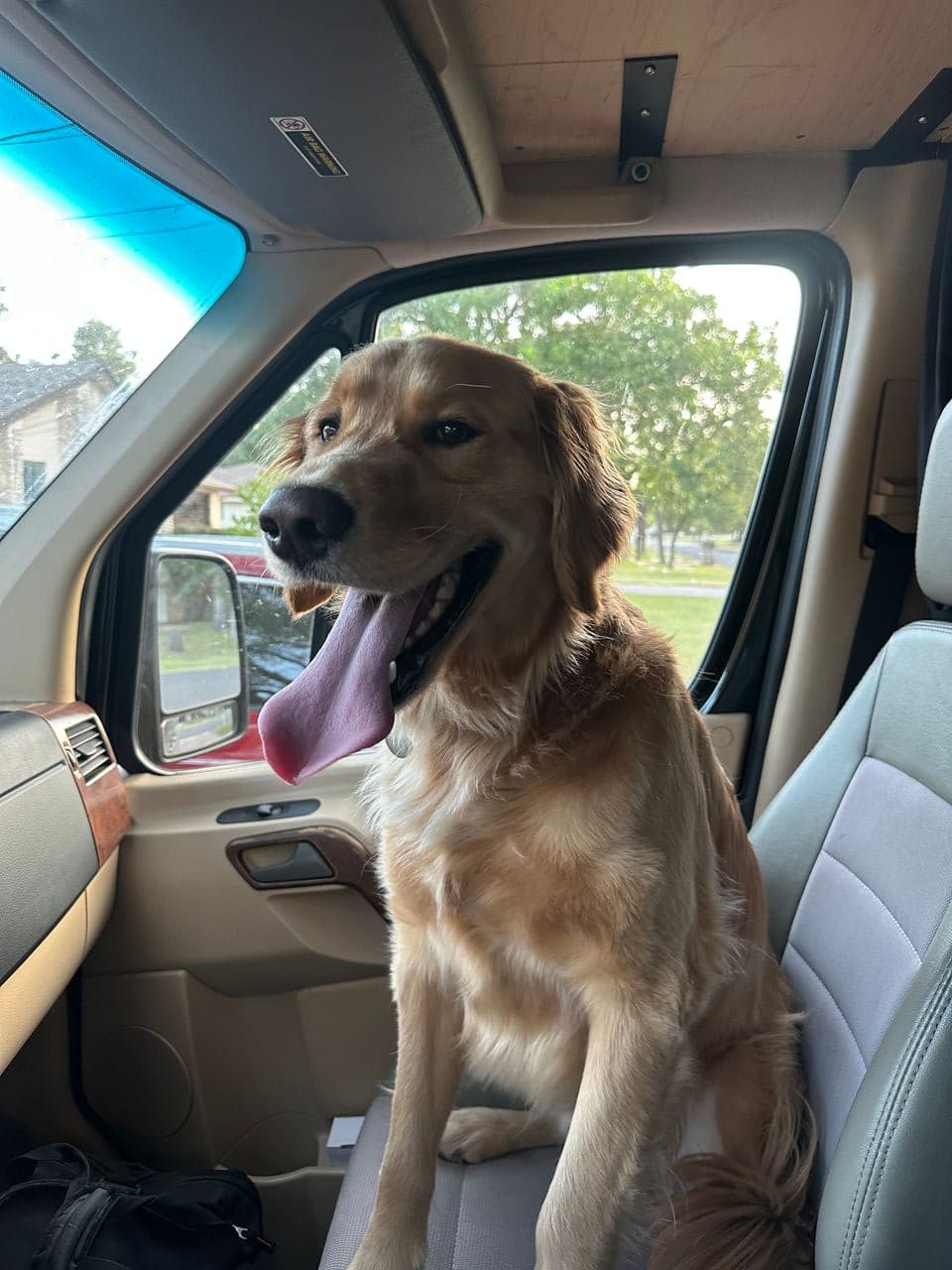 Pet travel photo 1