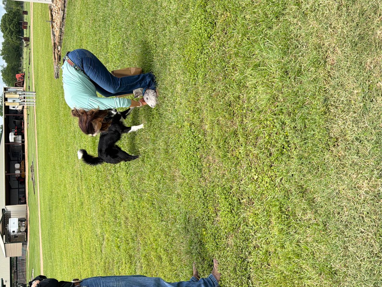 Pet travel photo 6