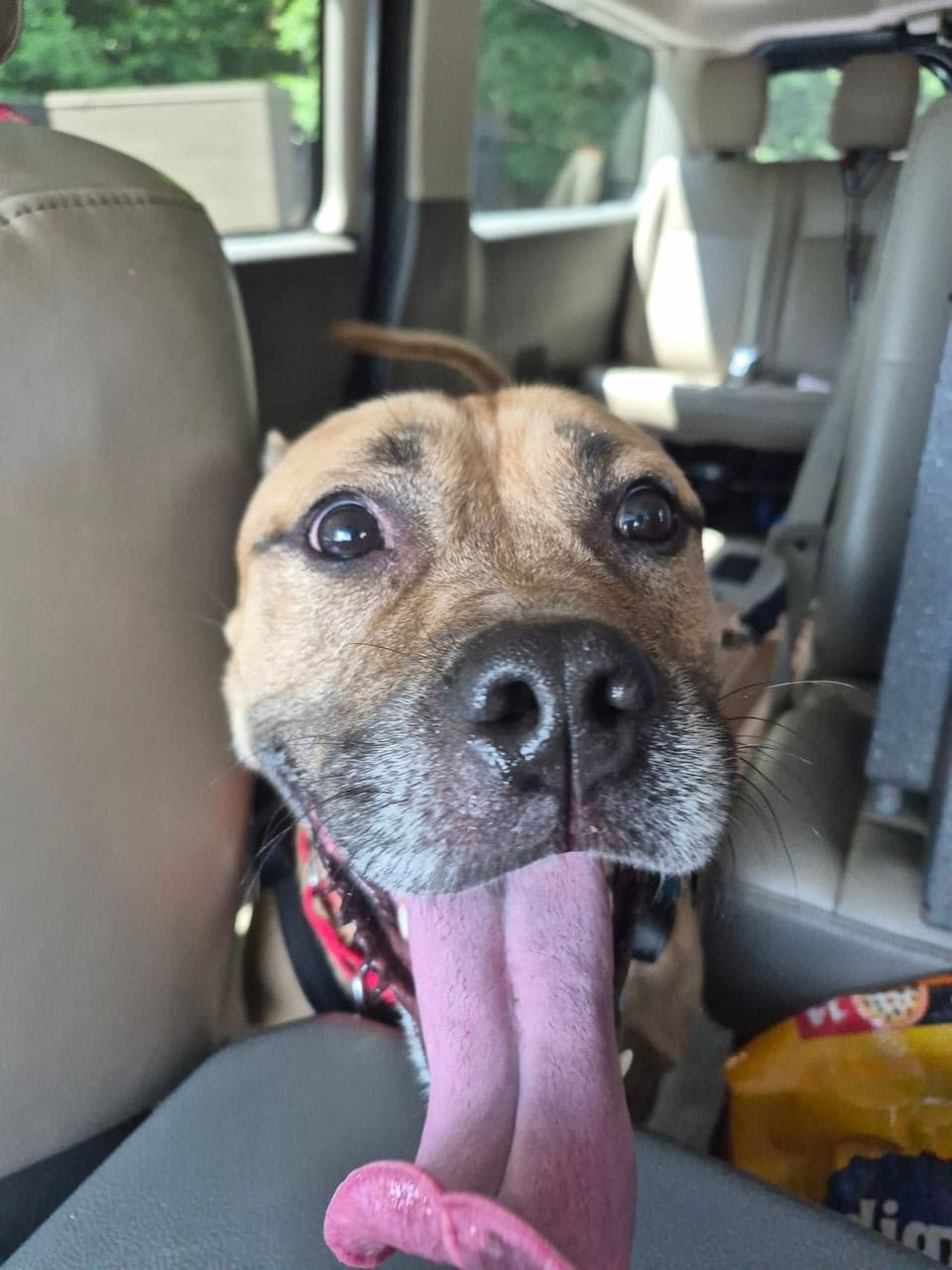 Pet travel photo 4