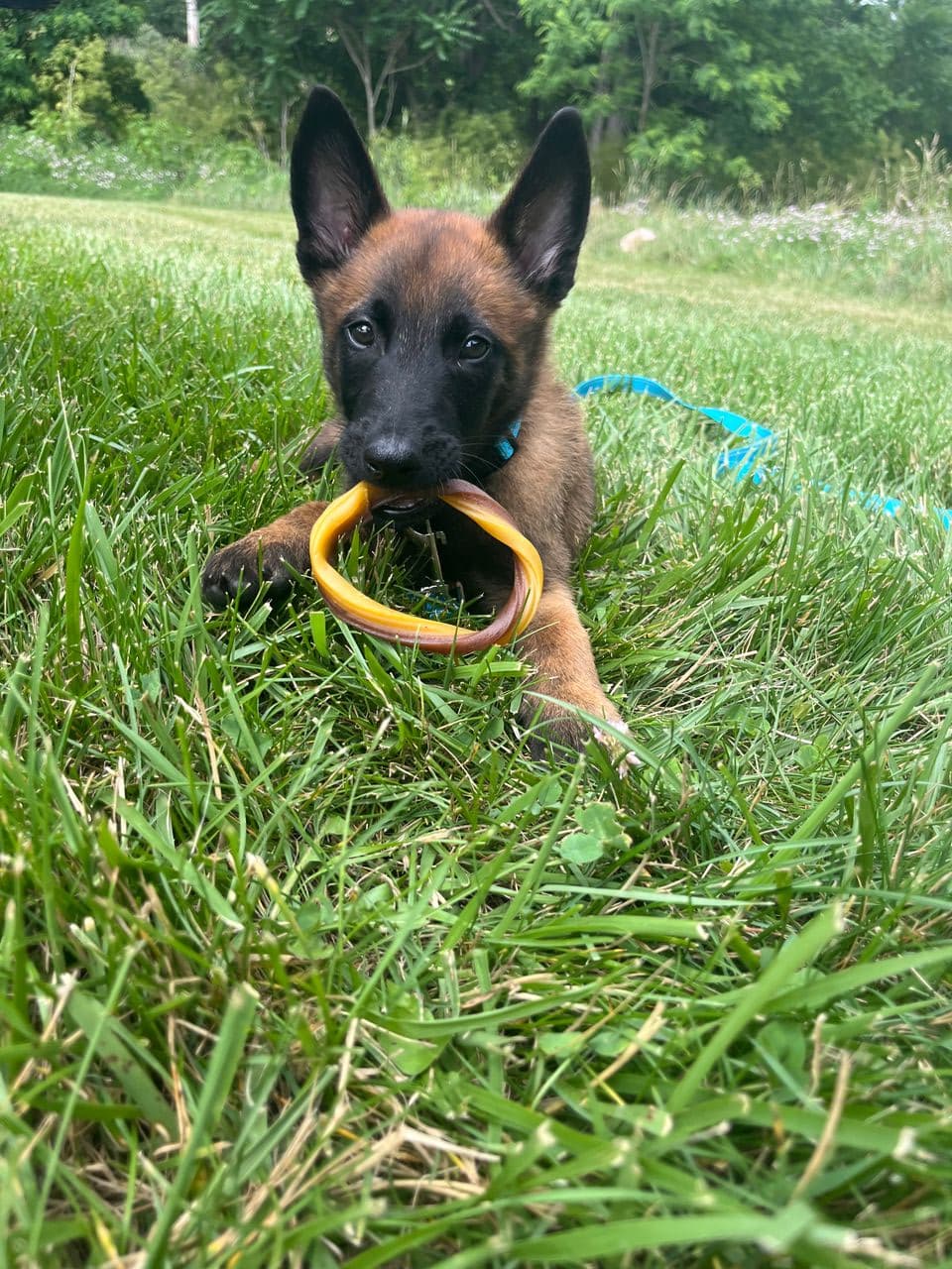 Pet travel photo 3