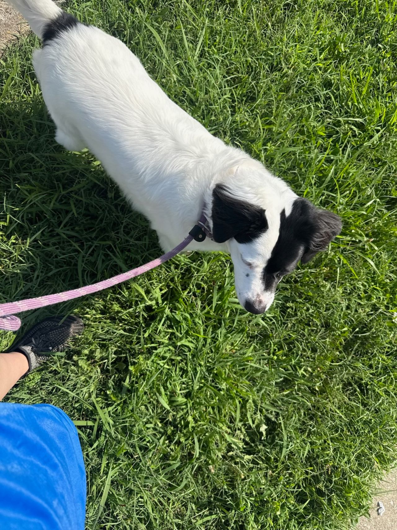 Pet travel photo 5