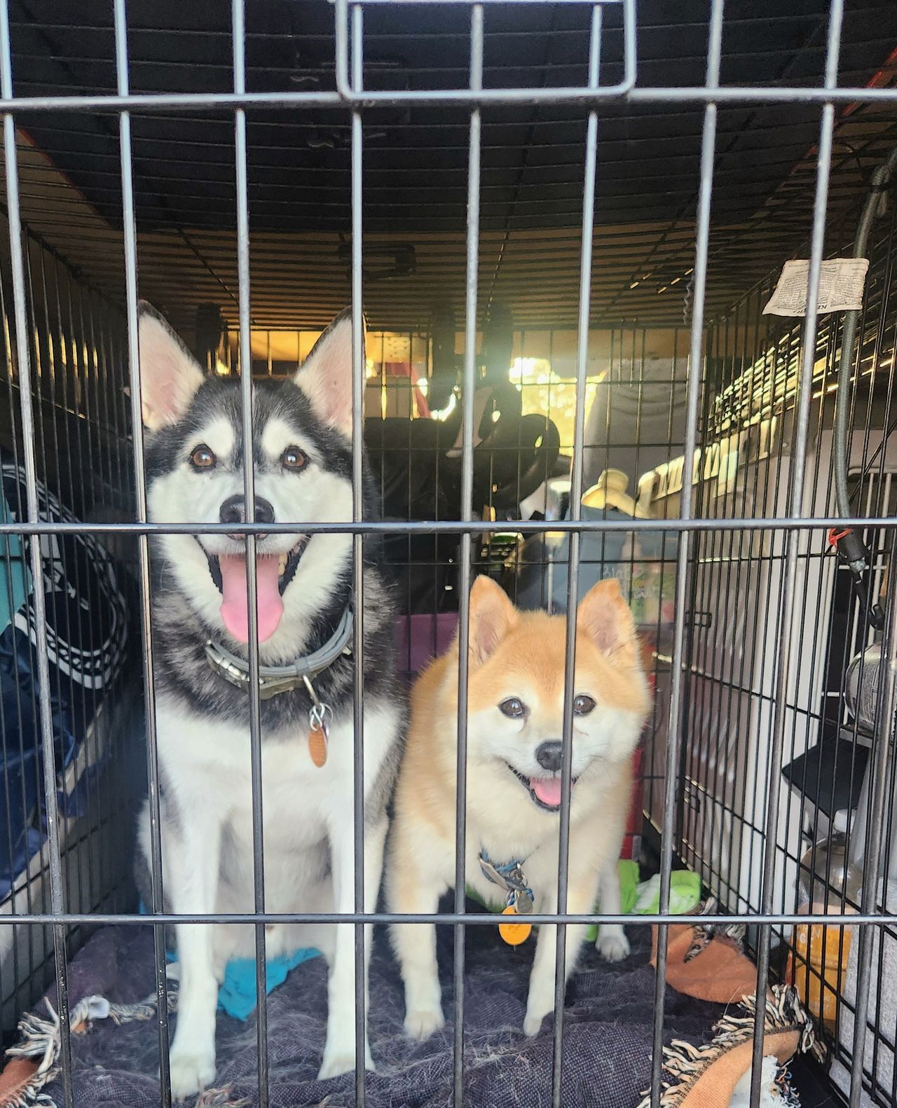 Pet travel photo 1