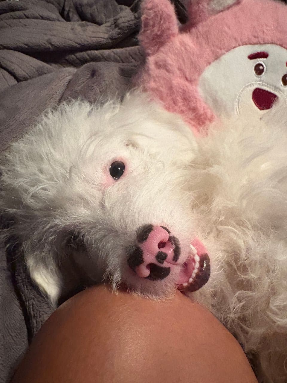 Pet travel photo 2