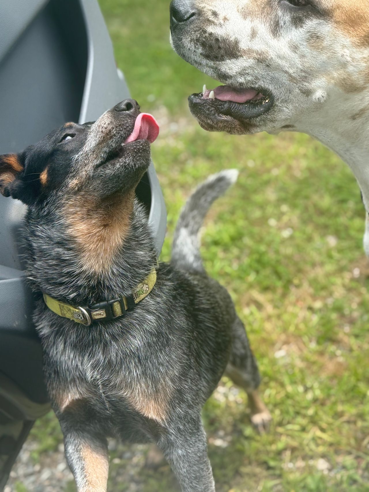 Pet travel photo 3