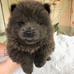Chow Chow named Rocket