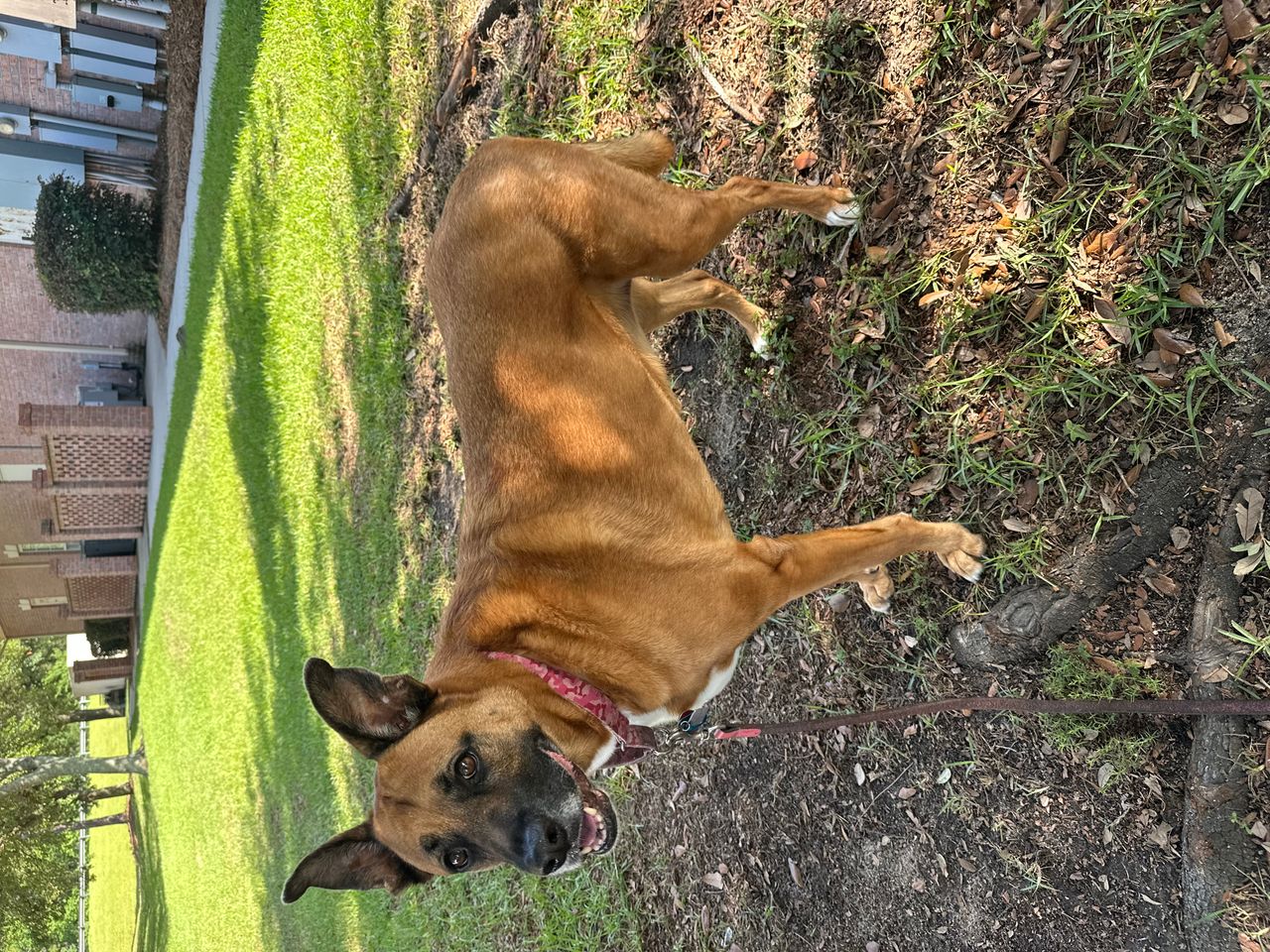 Pet travel photo 4